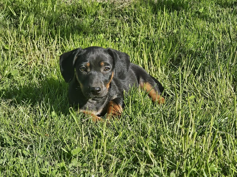 Welpen, Jundejungs, Familienhund, in gutes Zuhause
