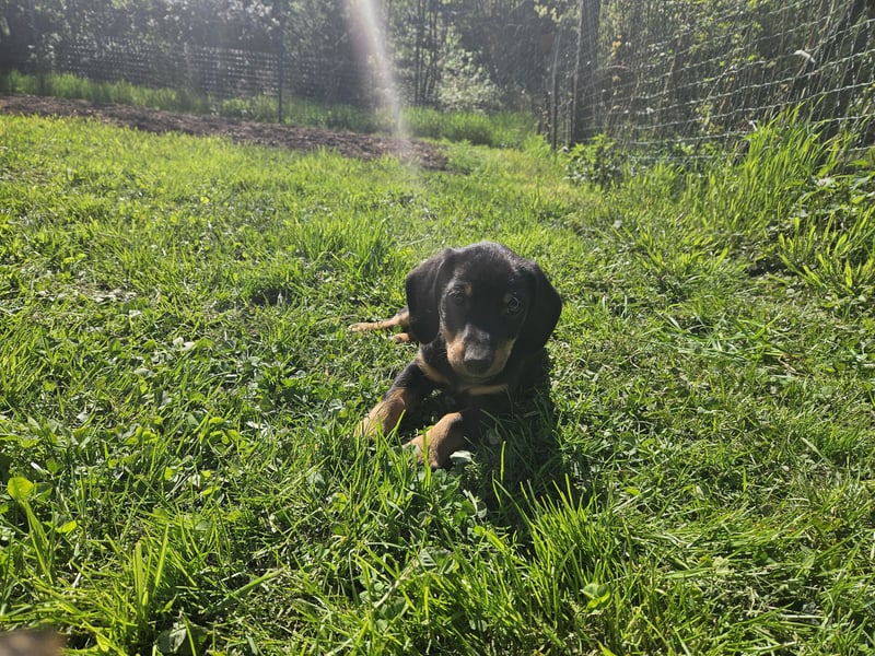 Welpen, Jundejungs, Familienhund, in gutes Zuhause