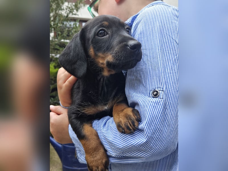 Welpen, Jundejungs, Familienhund, in gutes Zuhause