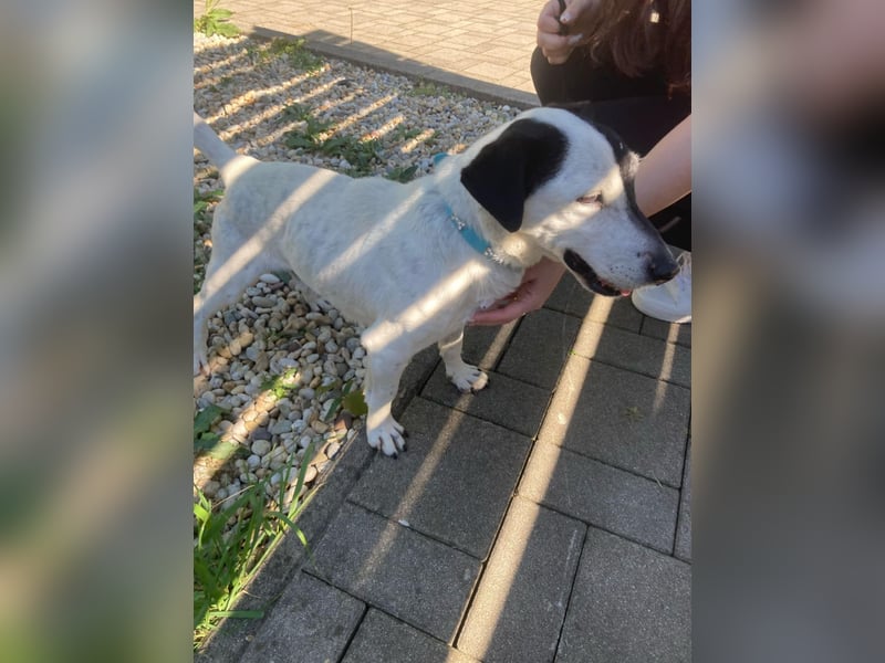ZIGGY ca. 14 J. trauriger JRT-Rüde sucht Rentnerplätzchen