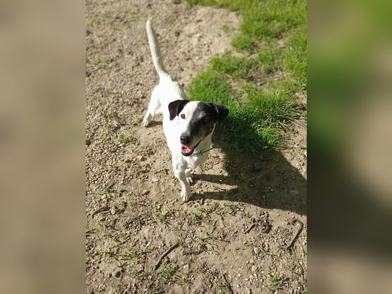 ZIGGY ca. 14 J. trauriger JRT-Rüde sucht Rentnerplätzchen