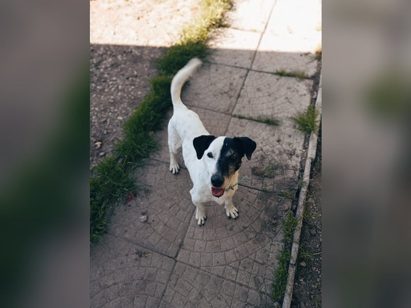 ZIGGY ca. 14 J. trauriger JRT-Rüde sucht Rentnerplätzchen