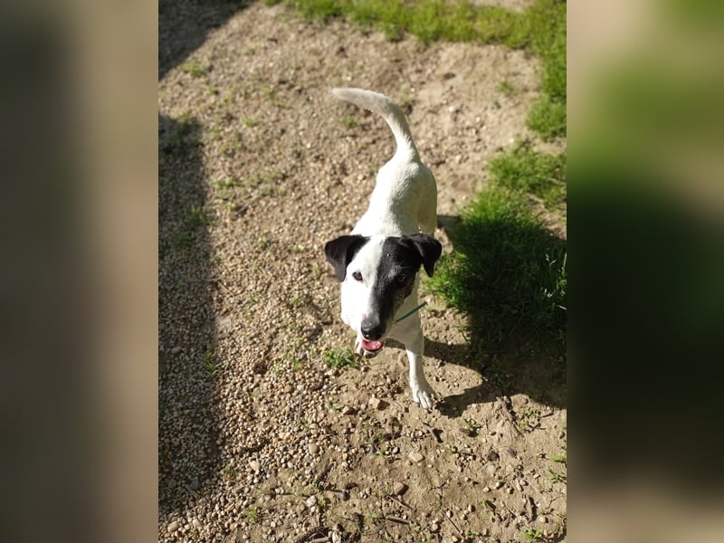 ZIGGY ca. 14 J. trauriger JRT-Rüde sucht Rentnerplätzchen