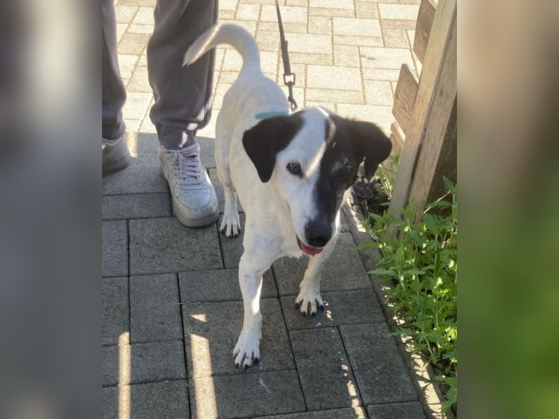 ZIGGY ca. 14 J. trauriger JRT-Rüde sucht Rentnerplätzchen
