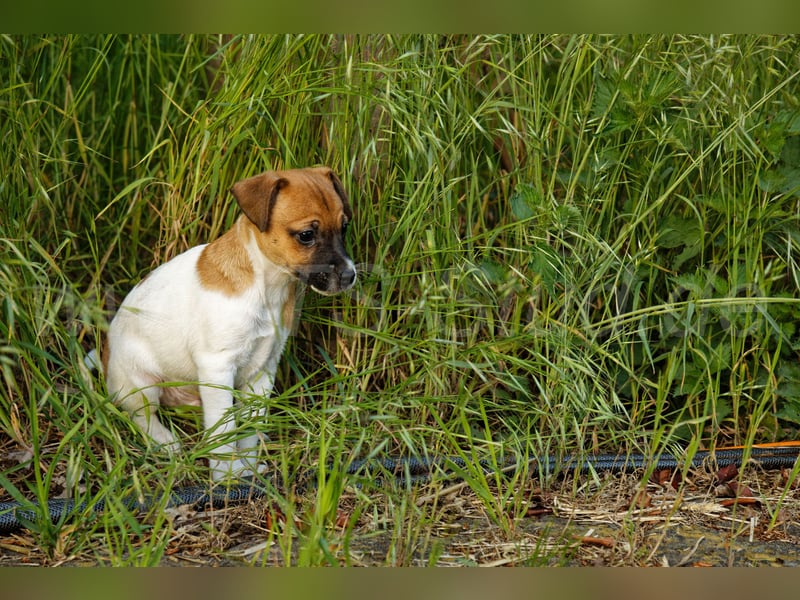 Jack Russell Terrier Welpe (Rüde) abzugeben!