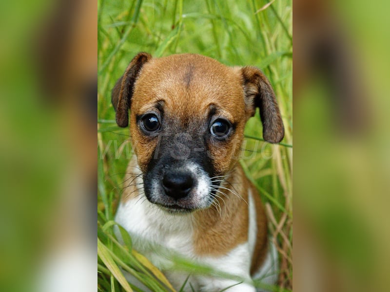 Jack Russell Terrier Welpe (Rüde) abzugeben!