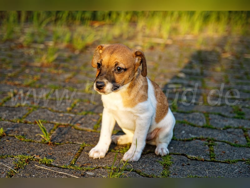 Jack Russell Terrier Welpe (Rüde) abzugeben!