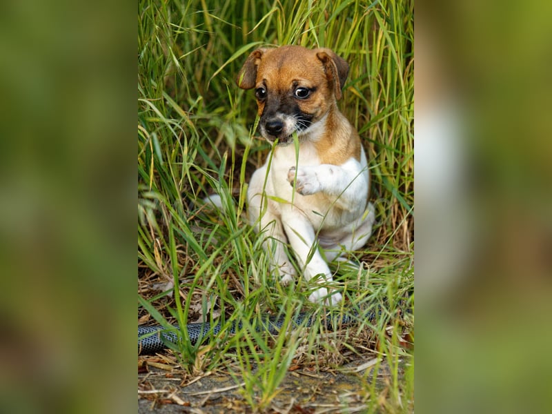 Jack Russell Terrier Welpe (Rüde) abzugeben!
