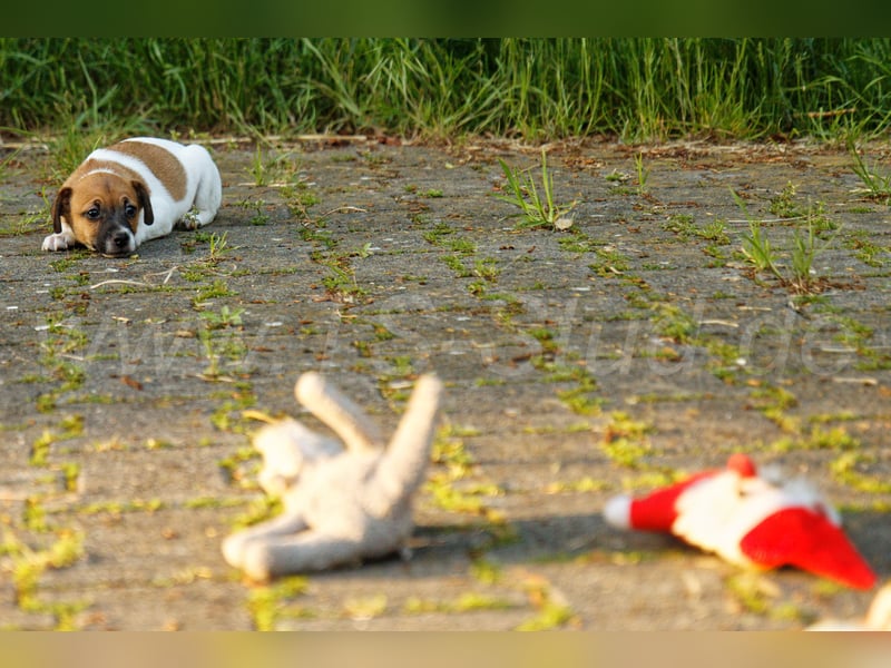 Jack Russell Terrier Welpe (Rüde) abzugeben!