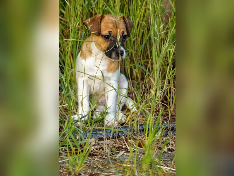 Jack Russell Terrier Welpe (Rüde) abzugeben!