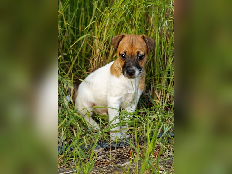 Jack Russell Terrier Welpe (Rüde) abzugeben!