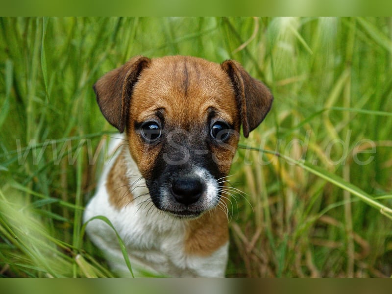 Jack Russell Terrier Welpe (Rüde) abzugeben!
