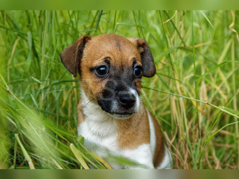 Jack Russell Terrier Welpe (Rüde) abzugeben!