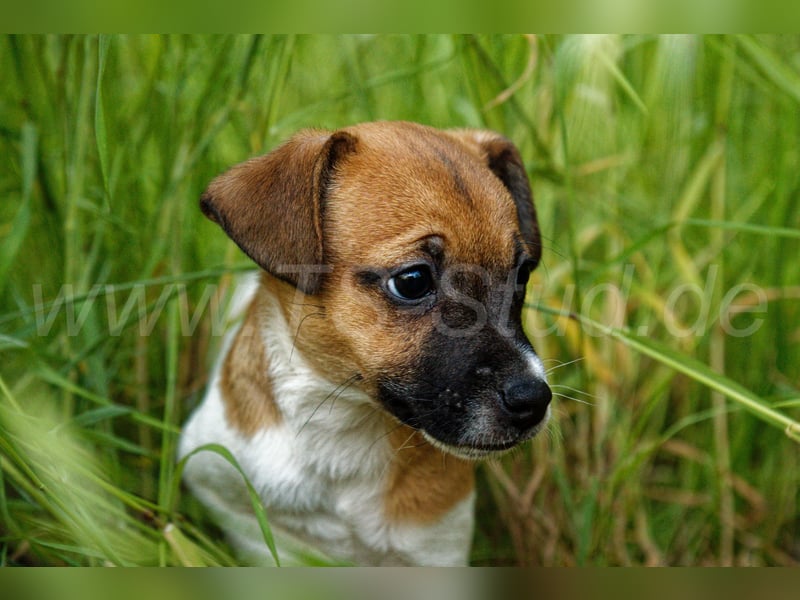 Jack Russell Terrier Welpe (Rüde) abzugeben!