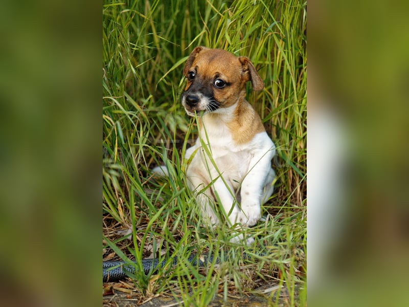 Jack Russell Terrier Welpe (Rüde) abzugeben!