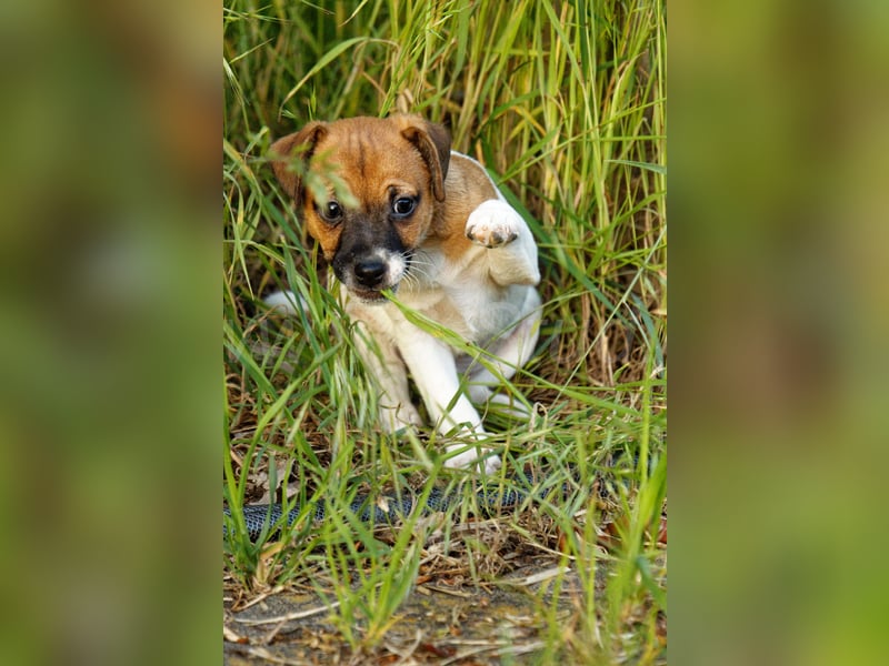 Jack Russell Terrier Welpe (Rüde) abzugeben!