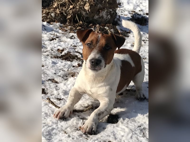 Jack Russell Terrier Rüden