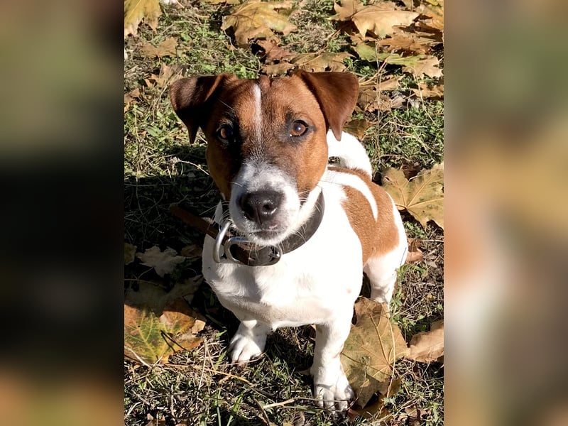 Jack Russell Terrier Rüden