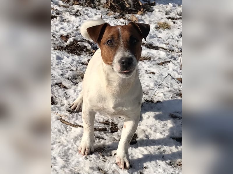 Jack Russell Terrier Rüden