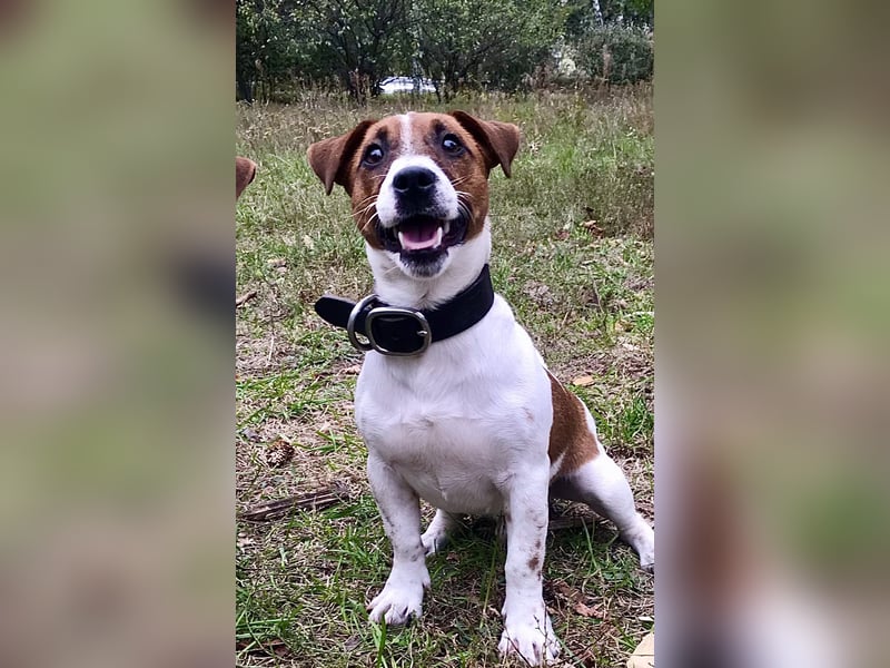 Jack Russell Terrier Rüden