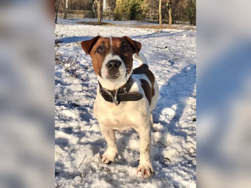 Jack Russell Terrier Rüden