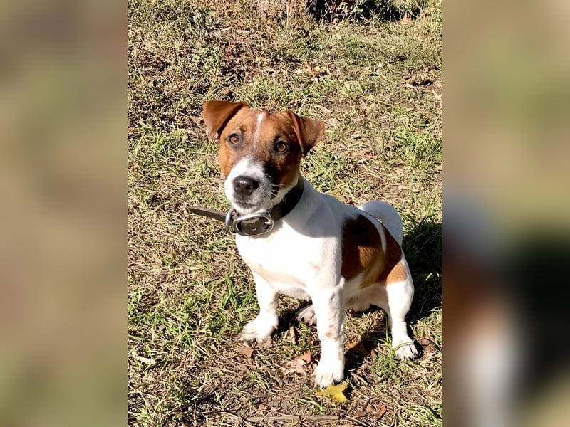 Jack Russell Terrier Rüden