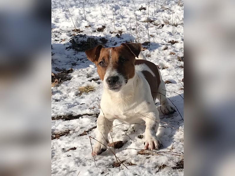 Jack Russell Terrier Rüden
