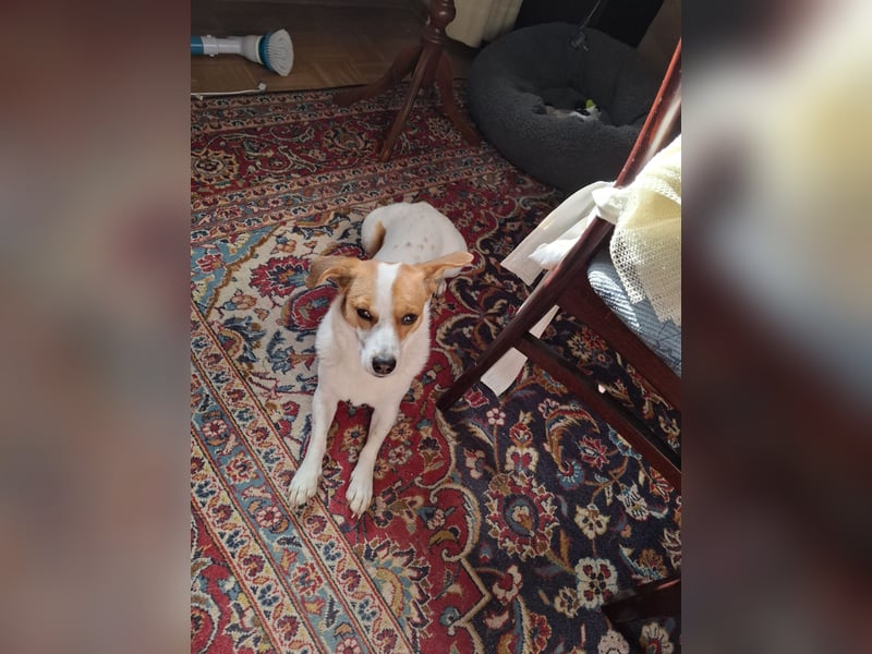 Jack Russel zu verkaufen