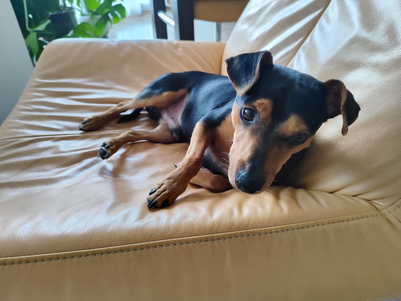 Lucky sucht neues Zuhause