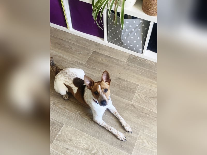 Wir suchen ein Zuhause für unseren Jackrussel Rüden Mailow
