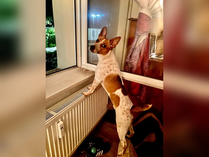 Wir suchen ein Zuhause für unser Jack Russel
