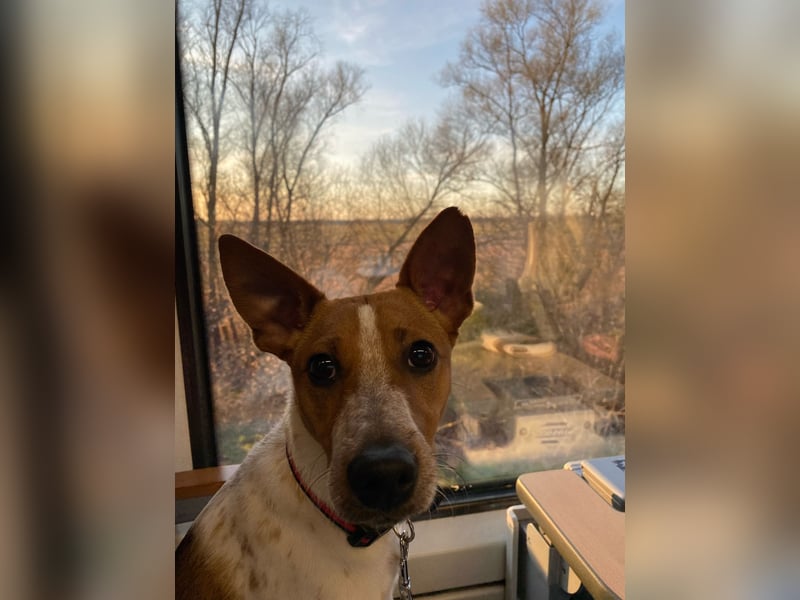 Wir suchen ein Zuhause für unseren Jackrussel Rüden Mailow