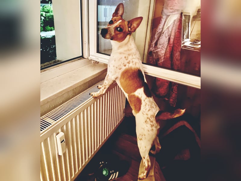 Wir suchen ein Zuhause für unseren Jackrussel Rüden Mailow