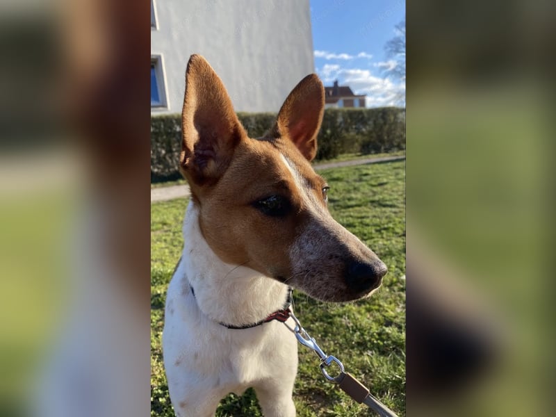 Wir suchen ein Zuhause für unser Jack Russel
