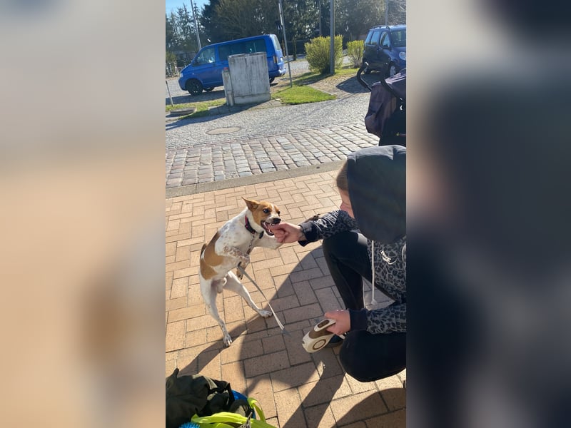 Wir suchen ein Zuhause für unseren Jackrussel Rüden Mailow