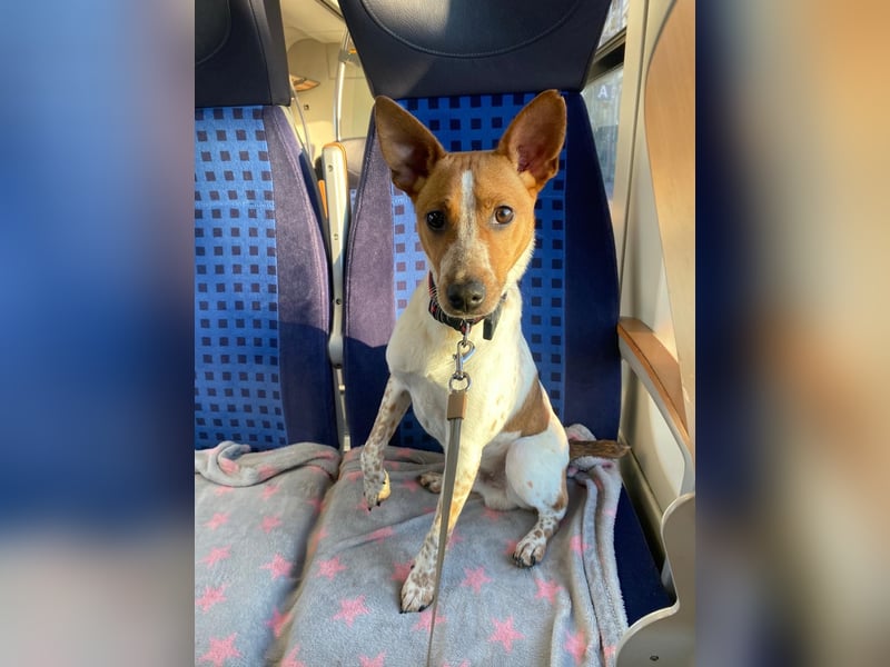 Wir suchen ein Zuhause für unseren Jackrussel Rüden Mailow