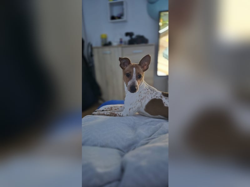 Wir suchen ein Zuhause für unser Jack Russel