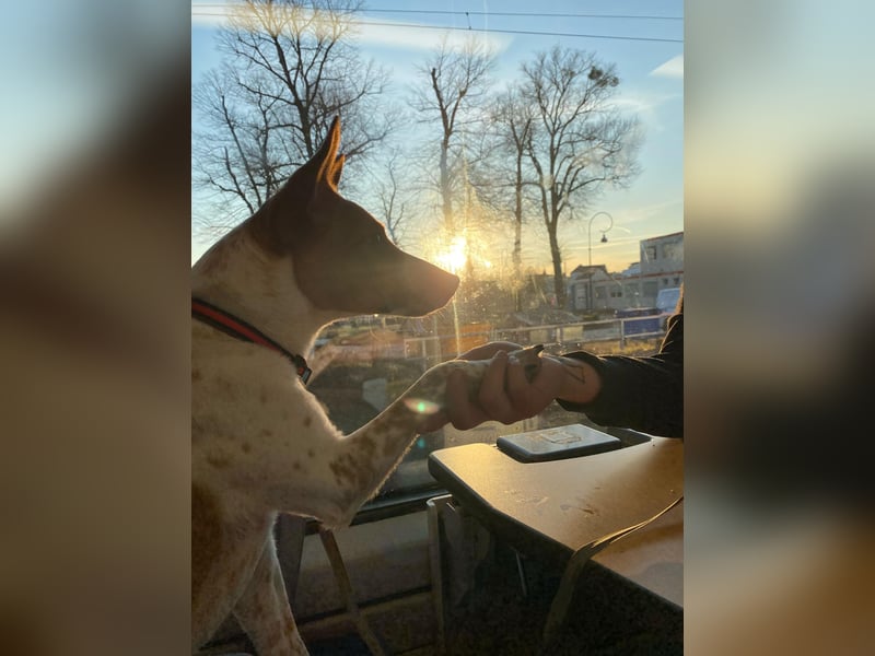 Wir suchen ein Zuhause für unseren Jackrussel Rüden Mailow