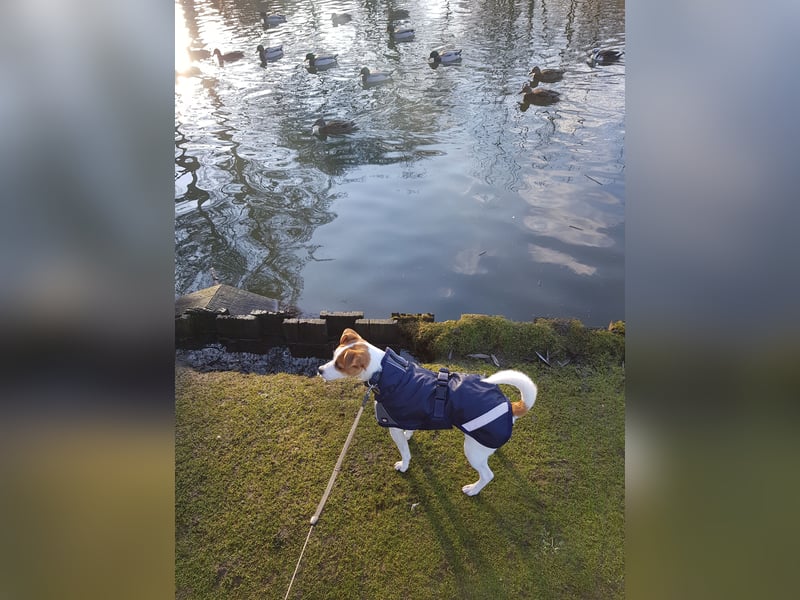 Jack Russel sucht neues Zuhause