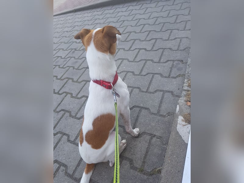 Jack Russel sucht neues Zuhause