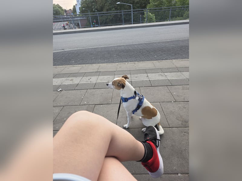 Jack russel sucht neues Zuhause