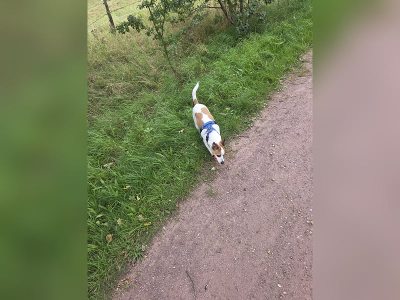 Jack russel sucht neues Zuhause
