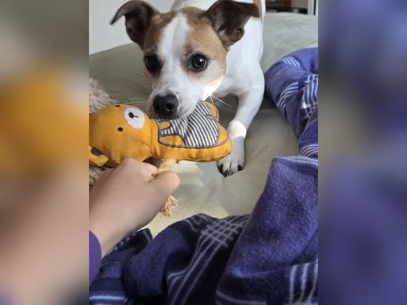 Jack russel sucht neues Zuhause