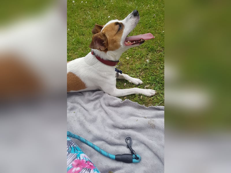 Jack Russel sucht neues Zuhause