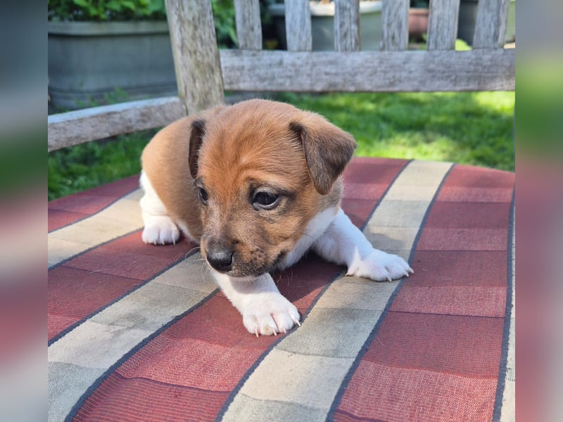 Jack Russell Welpe