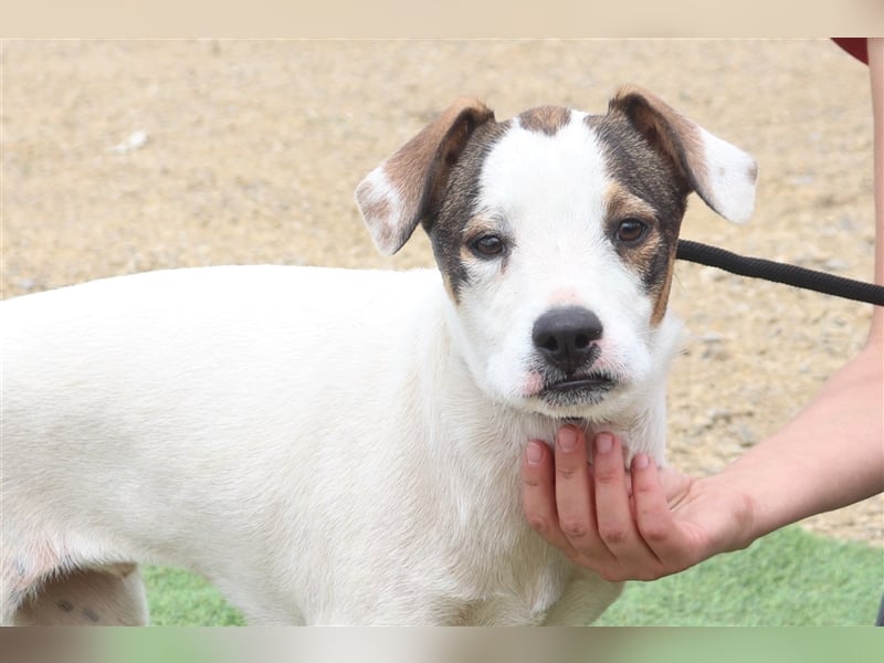 Gabru, Mix Jack Russel Terrier / Boxer , lieb und verträglich