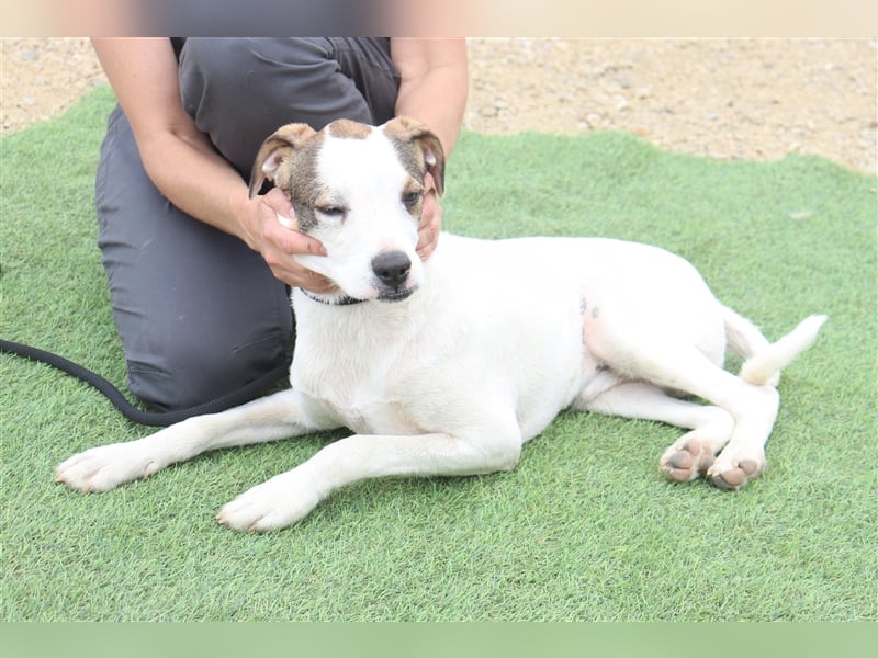 Gabru, Mix Jack Russel Terrier / Boxer , lieb und verträglich