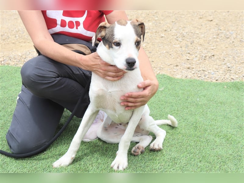 Gabru, Mix Jack Russel Terrier / Boxer , lieb und verträglich
