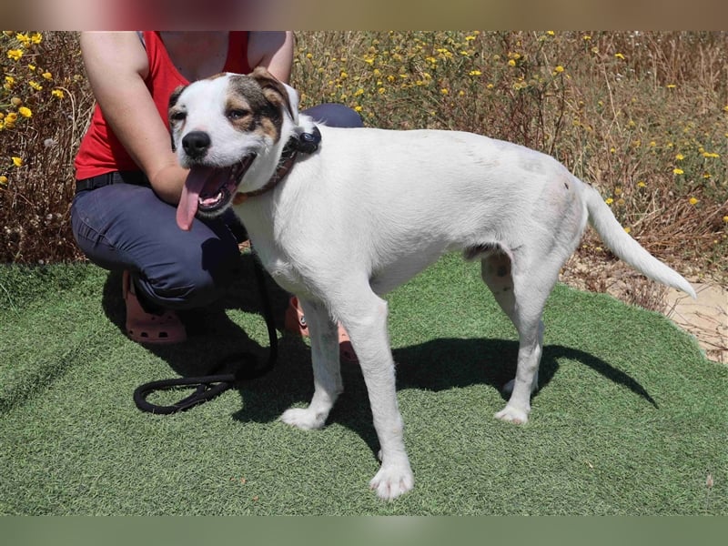 Gabru, Mix Jack Russel Terrier / Boxer , lieb und verträglich
