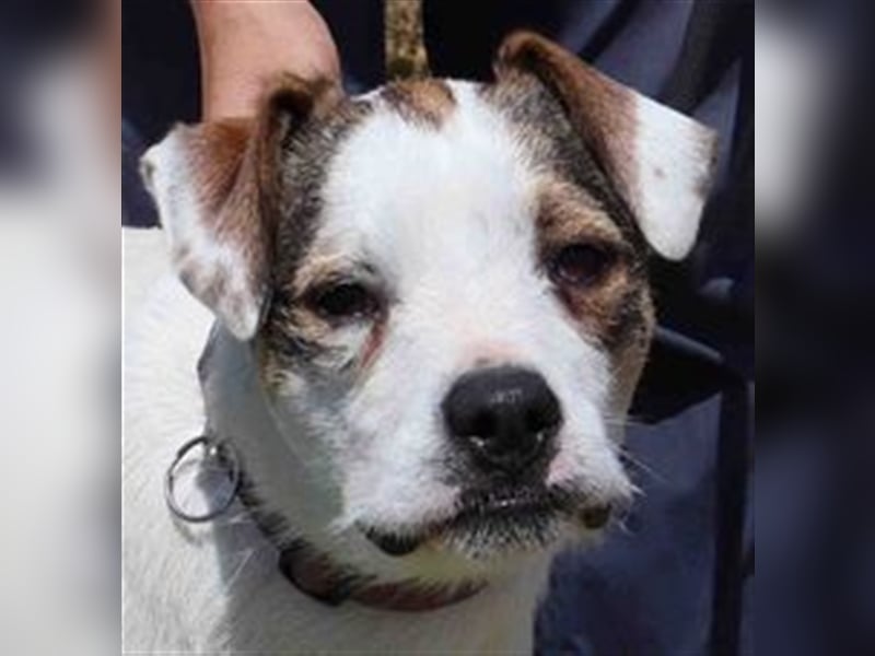Gabru, Mix Jack Russel Terrier / Boxer , lieb und verträglich